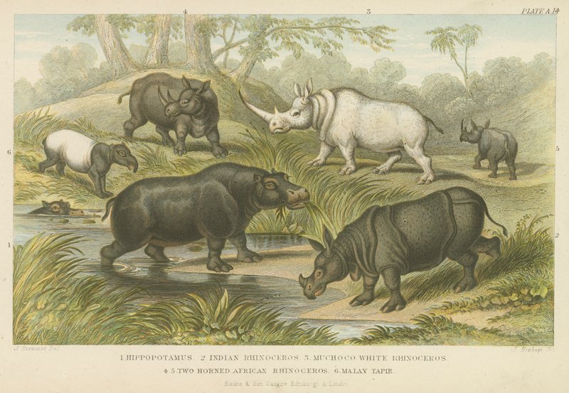 दरियाई घोड़ा, गैंडा और तपीर (रंगीन उत्कीर्णन) द्वारा अंग्रेजी स्कूल