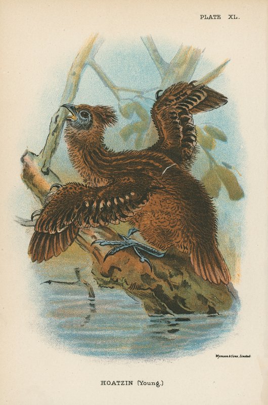 Hoatzin (युवा) द्वारा अंग्रेजी स्कूल