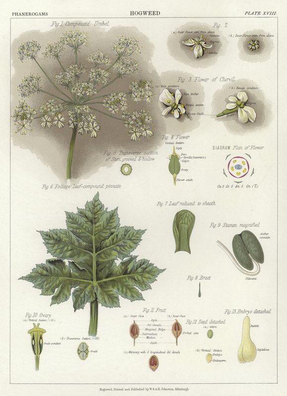 Hogweed द्वारा अंग्रेजी स्कूल