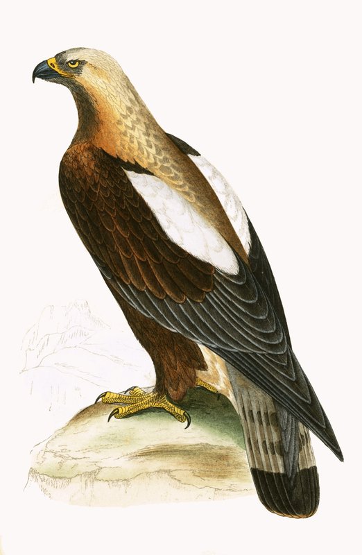 इम्पीरियल ईगल, चार्ल्स रॉबर्ट ब्री (1811-86) द्वारा 1867 में प्रकाशित &39;ए हिस्ट्री ऑफ द बर्ड्स ऑफ अब्जर्वेटेड इन द ब्रिटिश आइल्स&39; का चित्रण द्वारा अंग्रेजी स्कूल