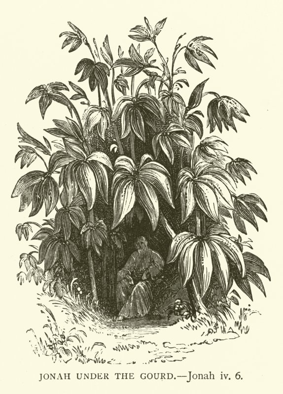 लौकी के नीचे योना, योना, iv, 6 (उत्कीर्णन) द्वारा अंग्रेजी स्कूल