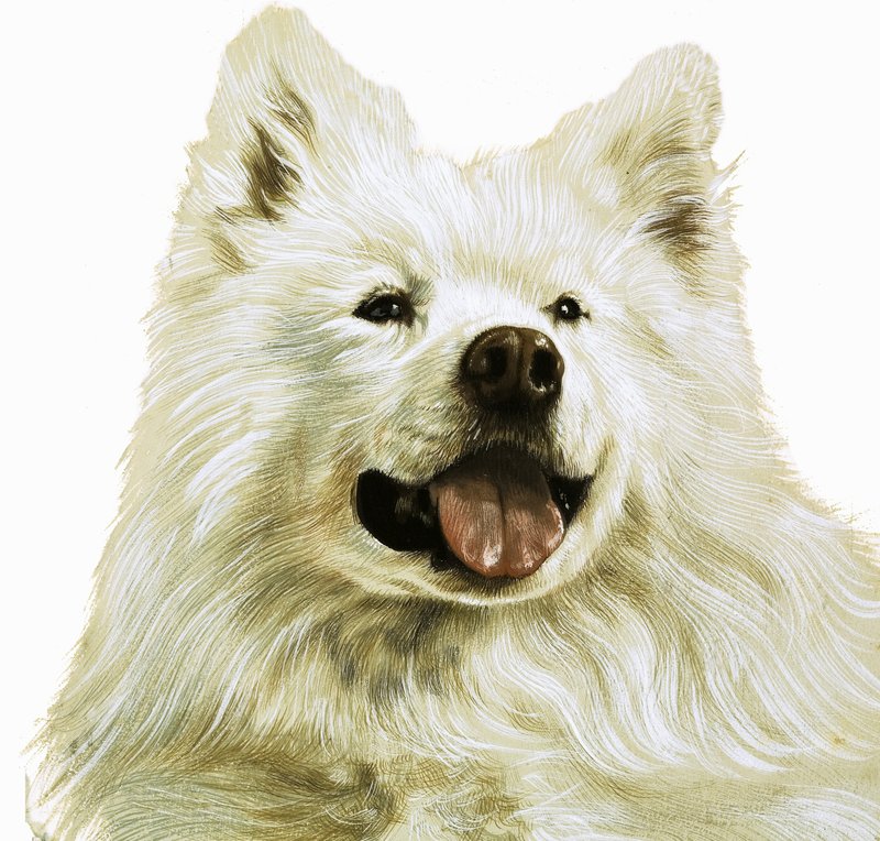 Keeshond द्वारा अंग्रेजी स्कूल