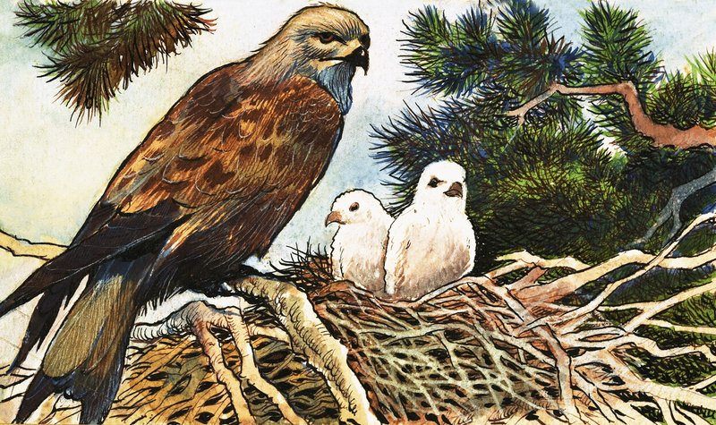 Kestrel और लड़कियों द्वारा अंग्रेजी स्कूल
