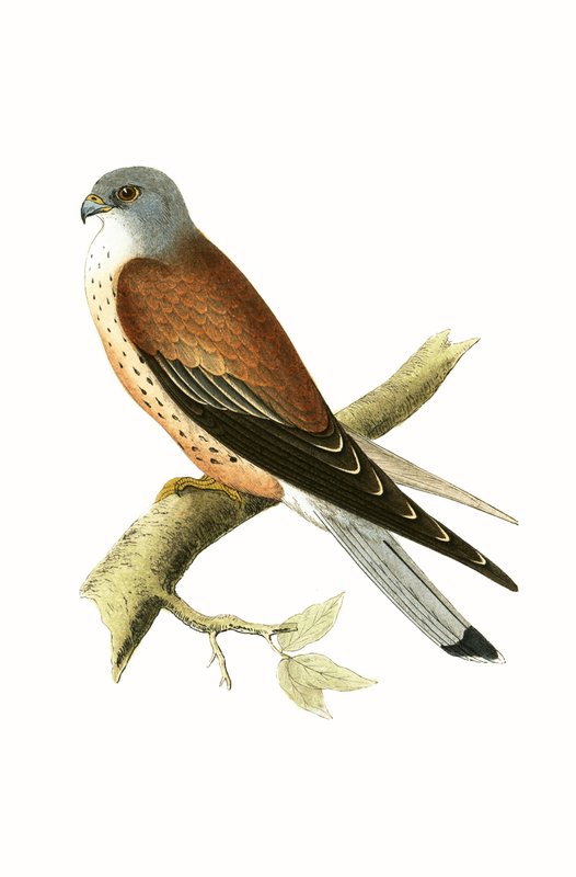 चार्ल्स रॉबर्ट ब्री (1811-86) द्वारा 1867 में प्रकाशित &39;ए हिस्ट्री ऑफ द बर्ड्स ऑफ बर्ड्स नॉट अ ऑब्जर्व्ड इन द ब्रिटिश आइल&39; से केस्ट्राल, चित्रण द्वारा अंग्रेजी स्कूल
