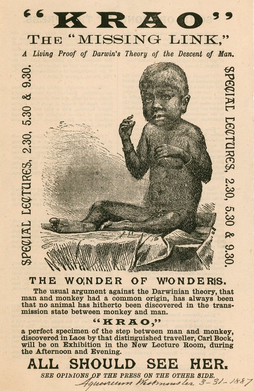 क्राउ, द मिसिंग लिंक, 1887 में एक्वेरियम, वेस्टमिंस्टर, लंदन में प्रदर्शित किया गया द्वारा अंग्रेजी स्कूल