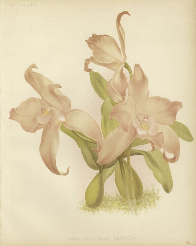 Cattleya शरद ऋतु मेले द्वारा अंग्रेजी स्कूल