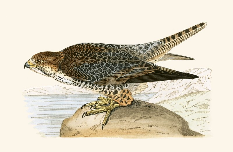 लानर फाल्कन, चार्ल्स रॉबर्ट ब्री (1811-86) द्वारा 1867 में प्रकाशित &39;ए हिस्ट्री ऑफ द बर्ड्स ऑफ नॉट अ ऑब्जर्व्ड इन द ब्रिटिश आइल&39; का चित्रण द्वारा अंग्रेजी स्कूल