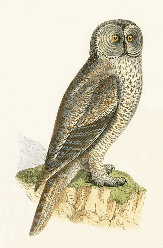 गोद उल्लू, चार्ल्स रॉबर्ट ब्री (1811-86) द्वारा 1867 में प्रकाशित &39;ए हिस्ट्री ऑफ द बर्ड्स ऑफ बर्ड्स नॉट अ ऑब्जर्व्ड इन द ब्रिटिश आइल्स&39; का चित्रण द्वारा अंग्रेजी स्कूल