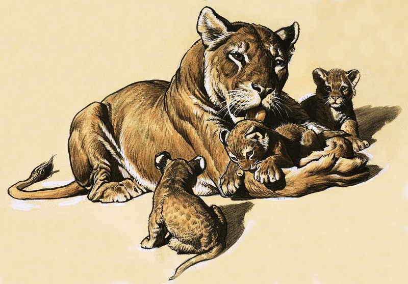 सिंह के शावक द्वारा अंग्रेजी स्कूल