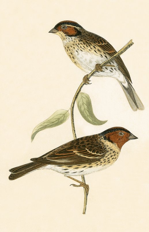 लिटिल बंटिंग, चार्ल्स रॉबर्ट ब्री (1811-86) द्वारा 1867 में प्रकाशित &39;ए हिस्ट्री ऑफ द बर्ड्स ऑफ बर्ड्स नॉट अ ऑब्जर्व्ड इन द ब्रिटिश आइल&39;, द्वारा अंग्रेजी स्कूल