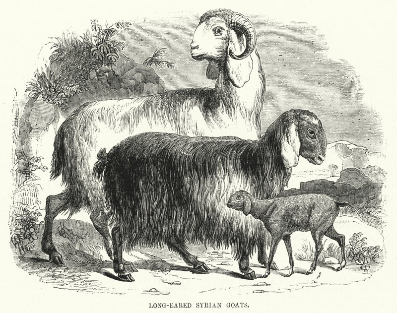 लंबे कान वाले सीरियाई बकरियां (उत्कीर्णन) द्वारा अंग्रेजी स्कूल