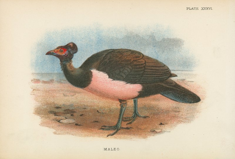 Maleo द्वारा अंग्रेजी स्कूल