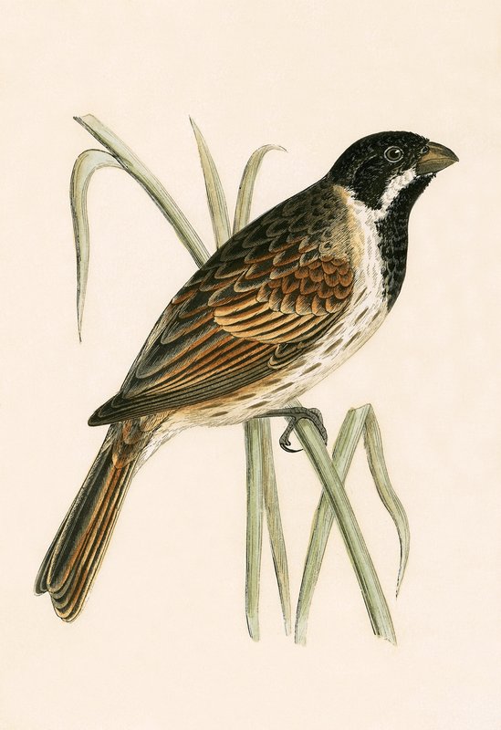 मार्श बंटिंग, चार्ल्स रॉबर्ट ब्री (1811-86) द्वारा 1867 में प्रकाशित &39;ए हिस्ट्री ऑफ द बर्ड्स ऑफ नॉट अ ऑब्जर्व्ड इन द ब्रिटिश आइल्स&39; का चित्रण द्वारा अंग्रेजी स्कूल