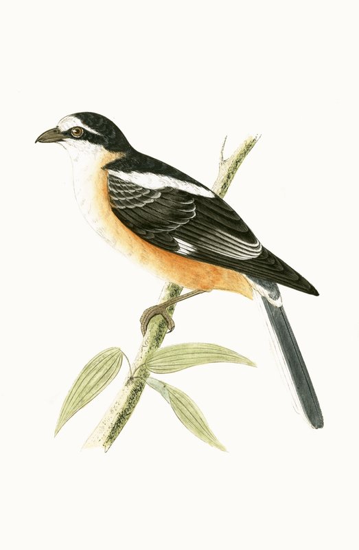 चार्ल्स रॉबर्ट ब्री (1811-86), 1867 में प्रकाशित &39;ए हिस्ट्री ऑफ द बर्ड्स ऑफ बर्ड्स नॉट अ ऑब्जर्व्ड इन द ब्रिटिश आइल&39; का नकाबपोश श्रीके द्वारा अंग्रेजी स्कूल