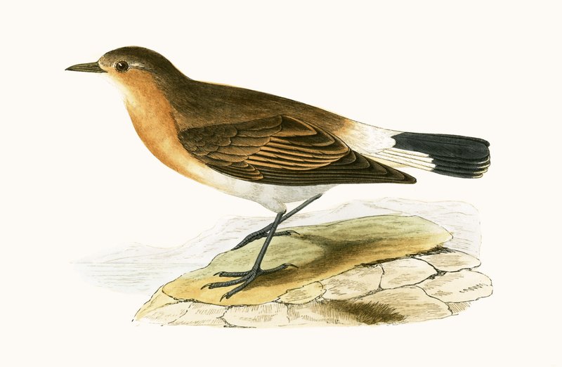 चार्ल्स रॉबर्ट ब्री (1811-86), 1867 में प्रकाशित &39;मेन हिस्ट्री ऑफ द बर्ड्स ऑफ बर्ड्स नॉट अ ऑब्जर्व्ड इन द ब्रिटिश आइल्स&39; का चित्रण द्वारा अंग्रेजी स्कूल