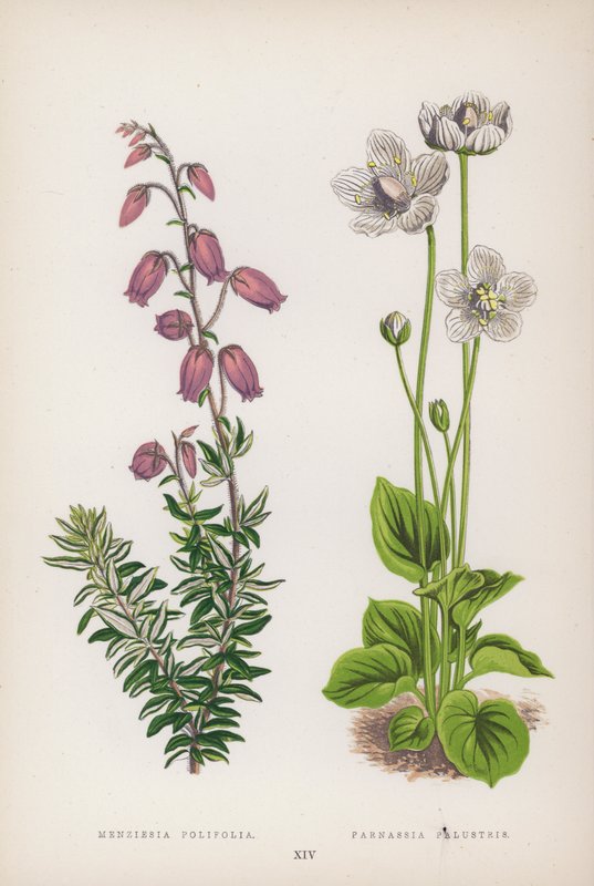 मेन्ज़िएसिया पोलिफ़ोलिया; Parnassia Palustris (रंग लिथो) द्वारा अंग्रेजी स्कूल