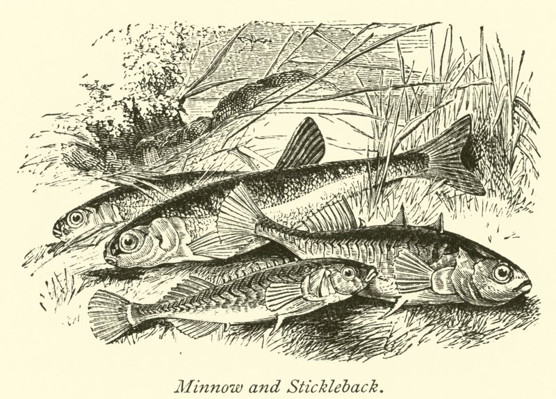 Minnow और स्टिकबैक द्वारा अंग्रेजी स्कूल