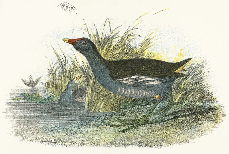 Moor Hen द्वारा अंग्रेजी स्कूल