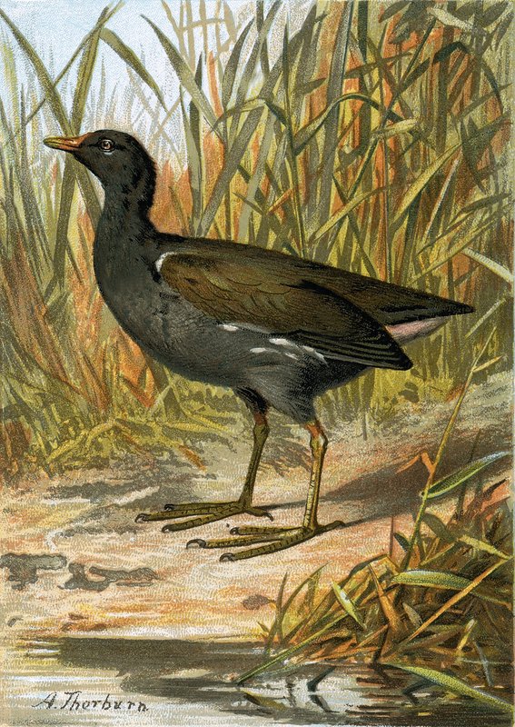 Moorhen द्वारा अंग्रेजी स्कूल