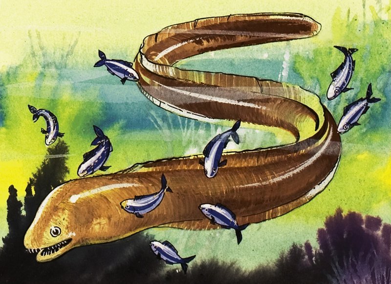 बाम मछली द्वारा अंग्रेजी स्कूल