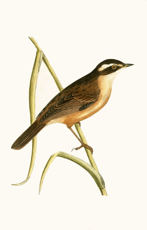 मोच्च्च्ड वार्बलर, चार्ल्स रॉबर्ट ब्री (1811-86) द्वारा 1867 में प्रकाशित &39;ए हिस्ट्री ऑफ द बर्ड्स ऑफ द बर्ड्स नॉट अ ऑब्जर्व्ड इन द ब्रिटिश आइल&39;, द्वारा अंग्रेजी स्कूल
