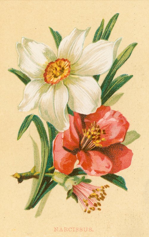 Narcissus द्वारा अंग्रेजी स्कूल