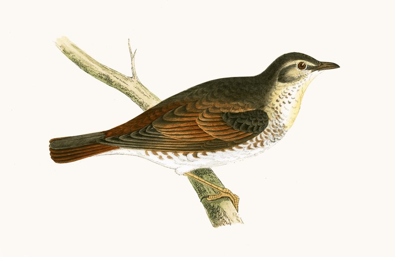 चार्ल्स रॉबर्ट ब्री (1811-86) द्वारा 1867 में प्रकाशित &39;ए हिस्ट्री ऑफ द बर्ड्स ऑफ बर्ड्स नॉट अ ऑब्जर्व्ड इन द ब्रिटिश आइल&39; से नौमान का थ्रश द्वारा अंग्रेजी स्कूल