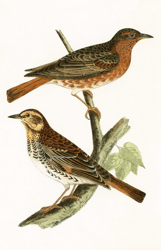चार्ल्स रॉबर्ट ब्री (1811-86) द्वारा 1867 में प्रकाशित &39;ए हिस्ट्री ऑफ द बर्ड्स ऑफ बर्ड्स नॉट अ ऑब्जर्व्ड इन द ब्रिटिश आइल&39; से नौमान का थ्रश द्वारा अंग्रेजी स्कूल