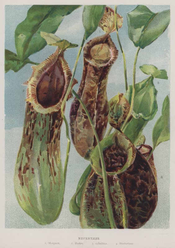 Nepenthes द्वारा अंग्रेजी स्कूल