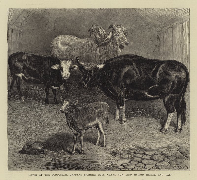 जूलॉजिकल गार्डन में नोट्स, ब्राह्मण बैल, गायल गाय, और हाइब्रिड बछिया और बछड़ा (उत्कीर्णन) द्वारा अंग्रेजी स्कूल