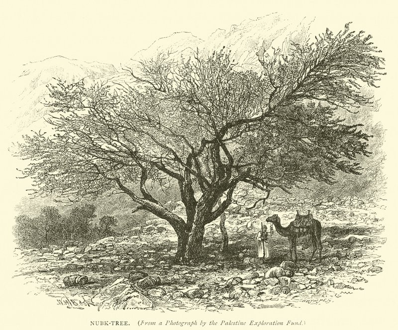 Nubk-ट्री द्वारा अंग्रेजी स्कूल
