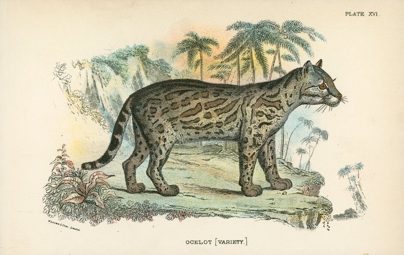 Ocelot [किस्म] द्वारा अंग्रेजी स्कूल