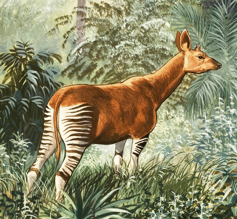 Okapi द्वारा अंग्रेजी स्कूल