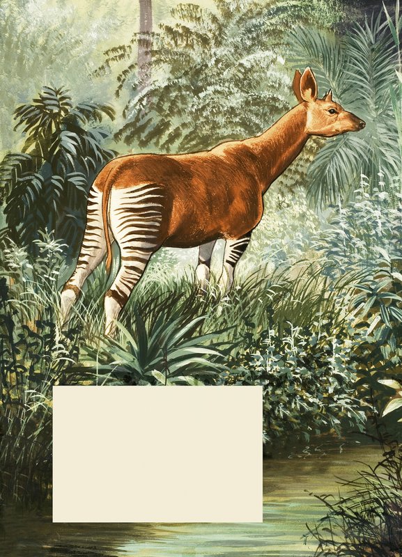 Okapi द्वारा अंग्रेजी स्कूल