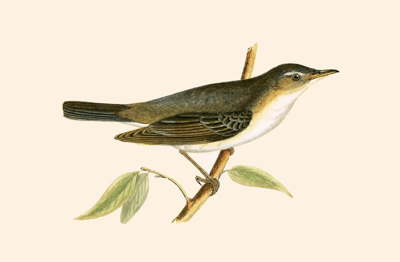 ऑलिव ट्री वार्बलर, चार्ल्स रॉबर्ट ब्री (1811-86) द्वारा 1867 में प्रकाशित &39;ए हिस्ट्री ऑफ द बर्ड्स ऑफ बर्ड्स नॉट अ ऑब्जर्व्ड इन द ब्रिटिश आइल्स&39; का चित्रण। द्वारा अंग्रेजी स्कूल