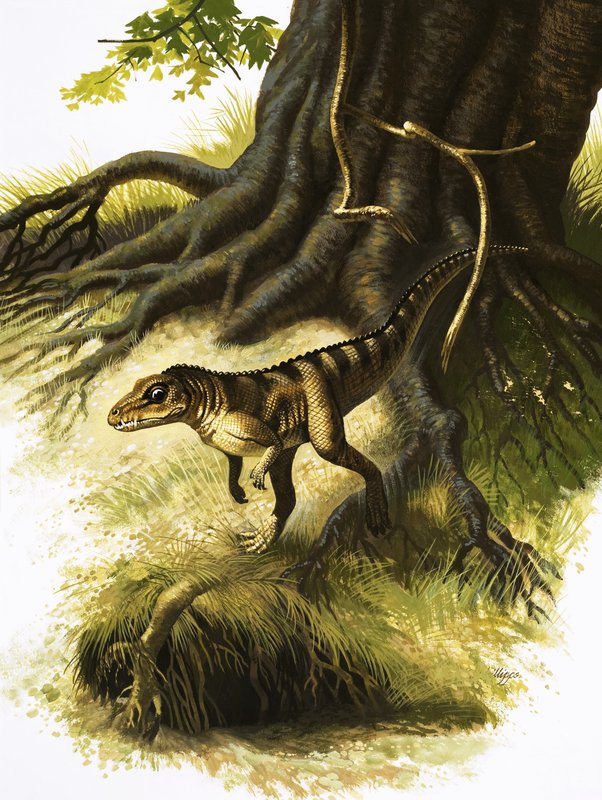 Onithosuchus द्वारा अंग्रेजी स्कूल