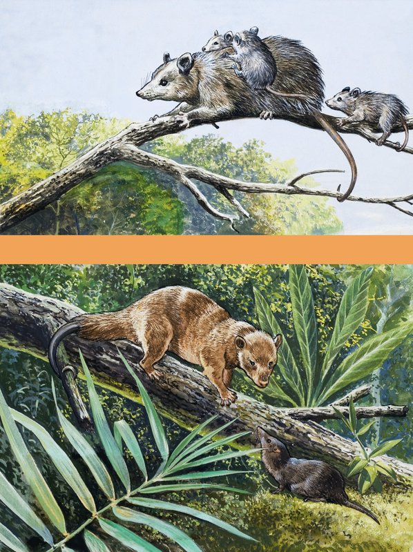 opossums द्वारा अंग्रेजी स्कूल