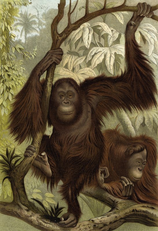 ओरंग-Utan द्वारा अंग्रेजी स्कूल
