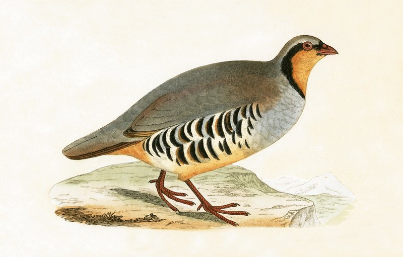 पी ग्रेका, वार, चार्ल्स रॉबर्ट ब्री (1811-86) द्वारा 1867 में प्रकाशित &39;ए हिस्ट्री ऑफ द बर्ड्स ऑफ बर्ड्स नॉट अ ऑब्जर्व्ड इन द ब्रिटिश आइल&39;, द्वारा अंग्रेजी स्कूल