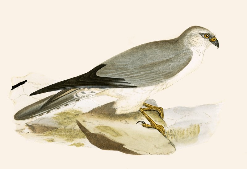 चार्ल्स रॉबर्ट ब्री (1811-86), 1867 (रंग लिथो) द्वारा प्रकाशित &39;ए हिस्ट्री ऑफ द बर्ड्स ऑफ बर्ड्स नॉट अ ऑब्जर्व्ड इन द ब्रिटिश आइल्स&39; का चित्रण पेल चीस्टेड हैरियर द्वारा अंग्रेजी स्कूल