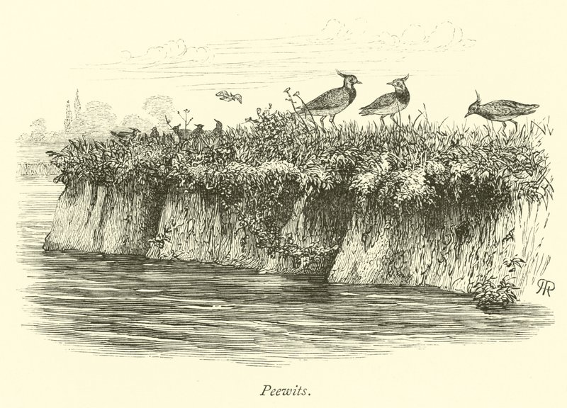 Peewits द्वारा अंग्रेजी स्कूल