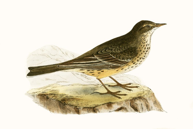 चार्ल्स रॉबर्ट ब्री (1811-86), 1867 में प्रकाशित &39;ए हिस्ट्री ऑफ द बर्ड्स ऑफ द बर्ड्स नॉट अ ऑब्जर्व्ड इन द ब्रिटिश आइल&39; का दृष्टांत द्वारा अंग्रेजी स्कूल