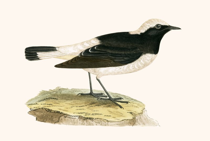 चार्ल्स रॉबर्ट ब्री (1811-86), 1867 में प्रकाशित &39;ए हिस्ट्री ऑफ द बर्ड्स ऑफ बर्ड्स नॉट ऑब्जर्वेट इन द ब्रिटिश आइल&39; का चित्रण चितकबरा गेहूं, द्वारा अंग्रेजी स्कूल
