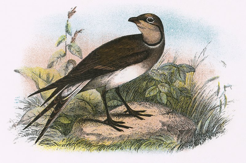 Pratincole द्वारा अंग्रेजी स्कूल