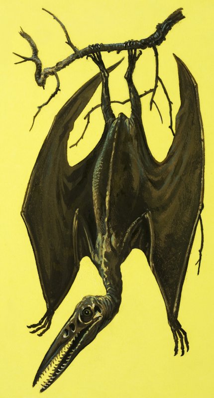 pterodactyls द्वारा अंग्रेजी स्कूल