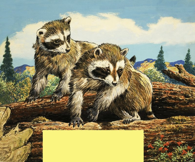 racoons द्वारा अंग्रेजी स्कूल