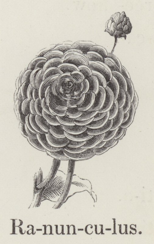 Ranunculus (उत्कीर्णन) द्वारा अंग्रेजी स्कूल