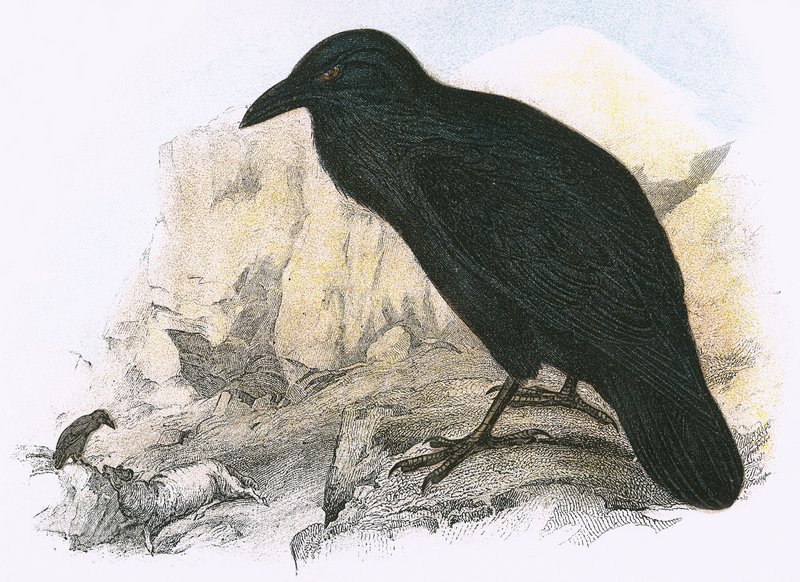 काला कौआ द्वारा अंग्रेजी स्कूल