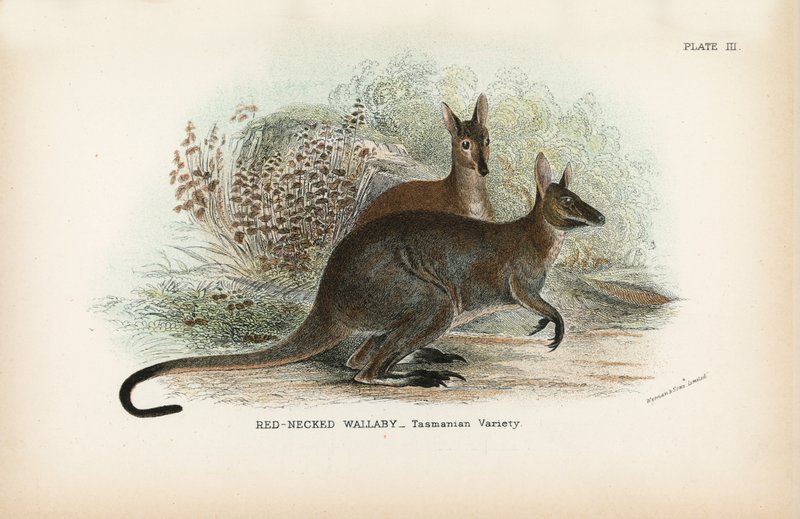 रेड-नेक्ड Wallaby_Tasmanian किस्म द्वारा अंग्रेजी स्कूल
