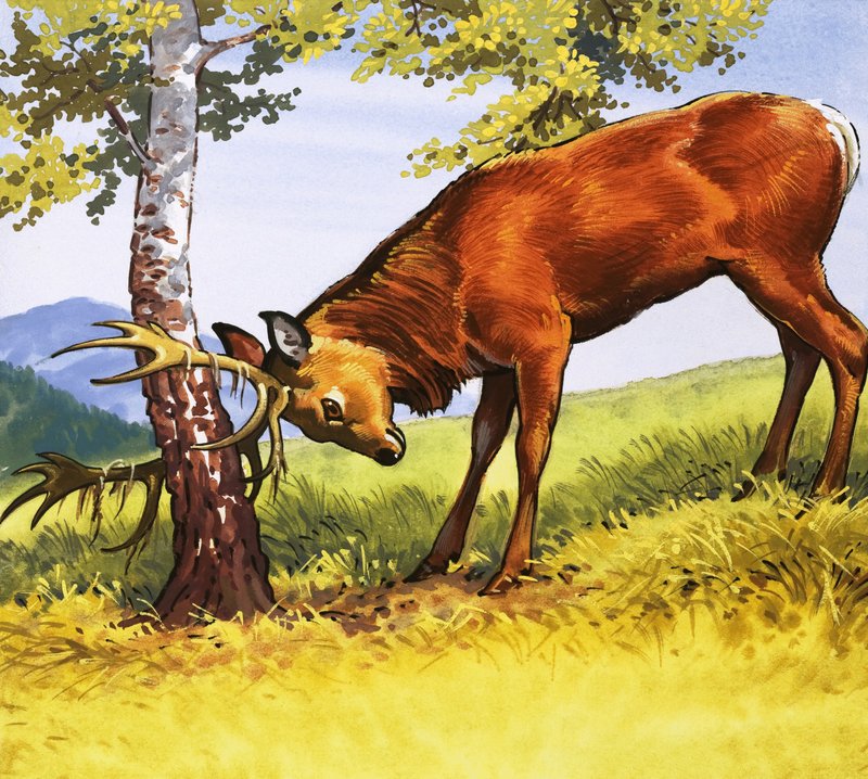 लाल हिरण सफाई एंटीलर्स द्वारा अंग्रेजी स्कूल